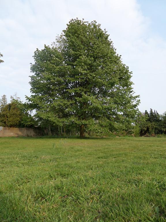 Villa Bijenhof Варсенаре Номер фото